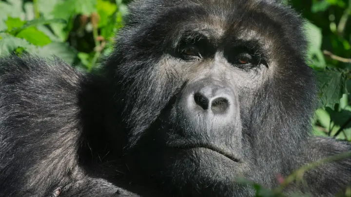 a close up of a gorilla with a bush in the background